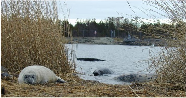 New Publication Explores Nuclear Environments